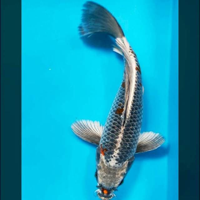 Kumpay bulky 33cm male