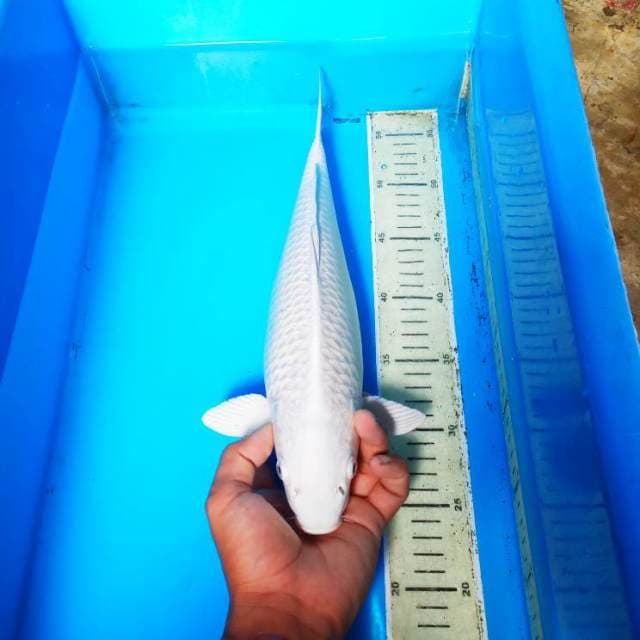 Jumbo berpunuk -PLATINUM 35 CM