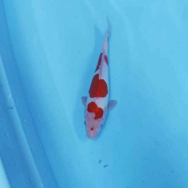 CEPLOK CEPLIK