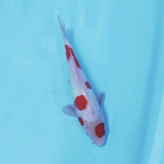 CEPLOK