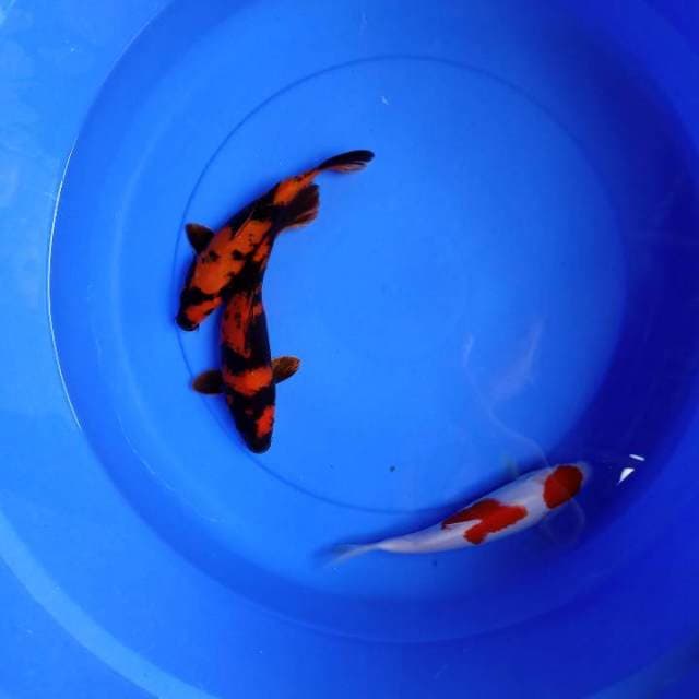 2 ekor baby HI UTSURI ( KOHAKU BONUS )