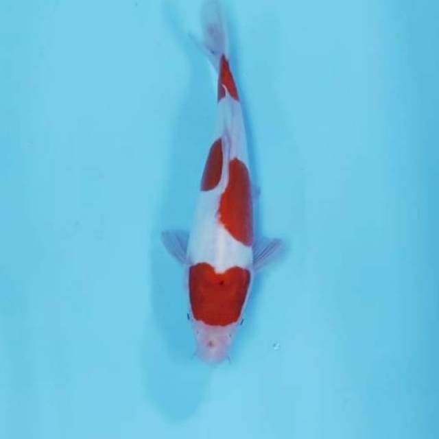 KOHAKU STEP 3