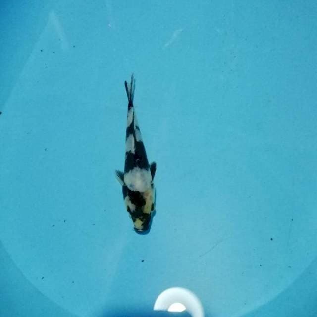 Shiro istimewa 16 cm