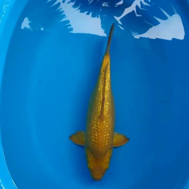 red eyes ginrin berpunuk 35 cm