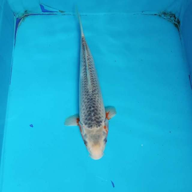 Asagi F1 34 cm
