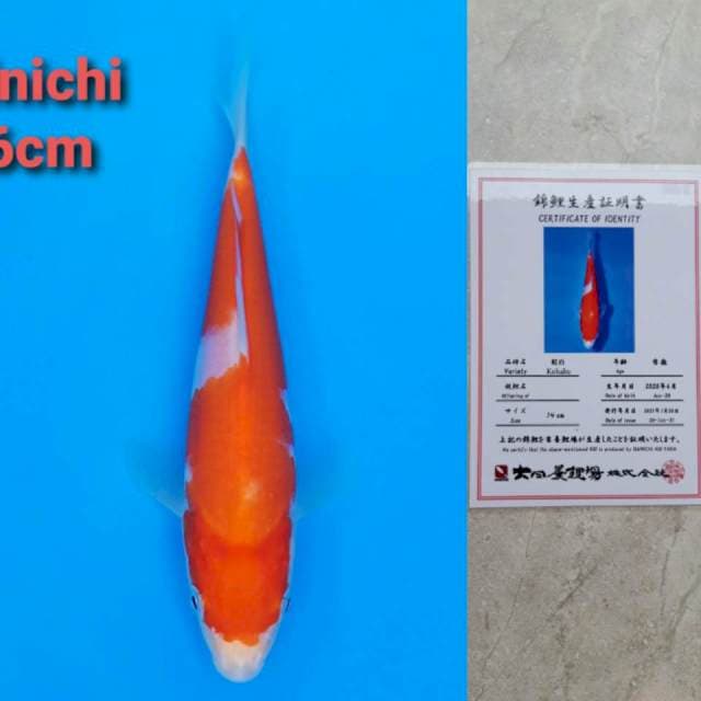 Dainichi 16cm
