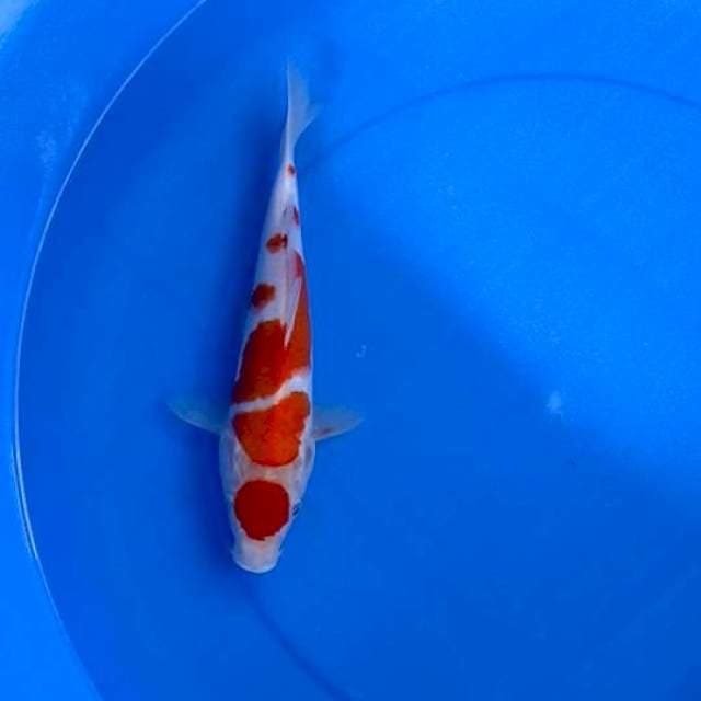 Maruten kohaku