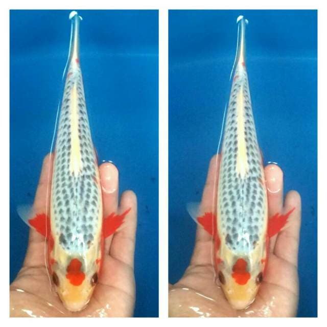T. Asagi F1 ori merah samping merona
