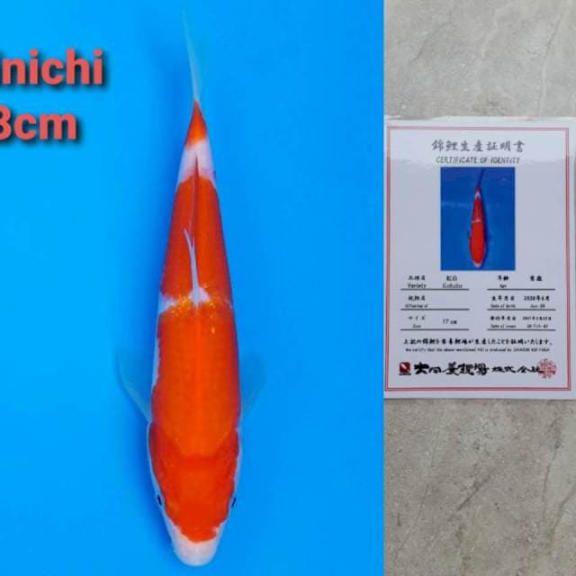 Dainichi kohaku 18cm