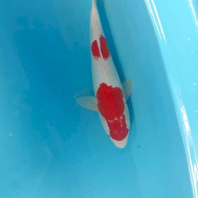 Kohaku 35 cm