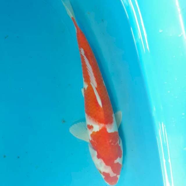 Kohaku 35 cm