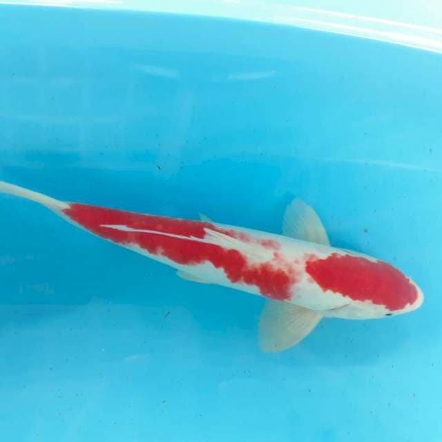 Kohaku 37 cm