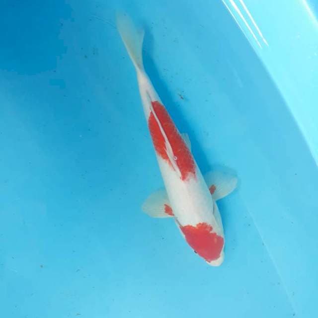 Kohaku 34 cm
