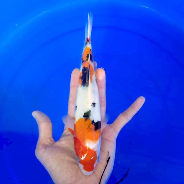 Sanke 23 cm