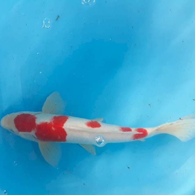 Kohaku 34 cm