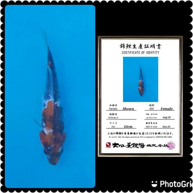 Showa impor dainichi 15cm lelang kilat