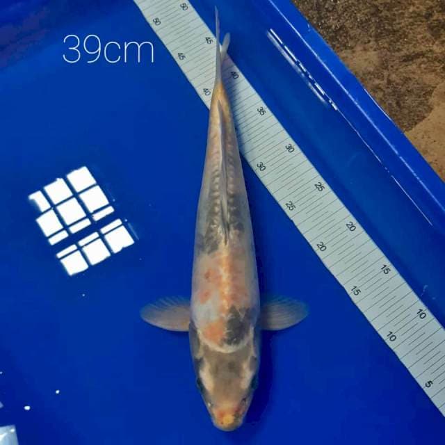 Aragoke 39cm