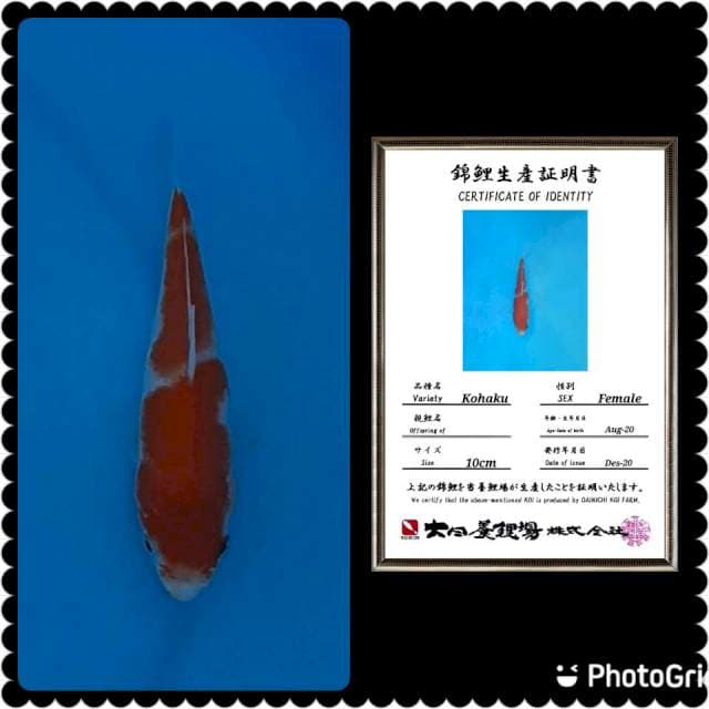 Kohaku import dainichi hq 15cm