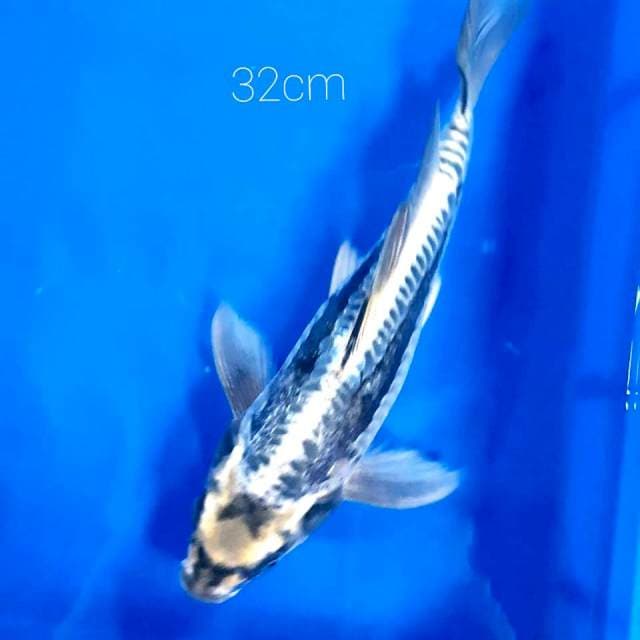 Kumpay antik 32cm