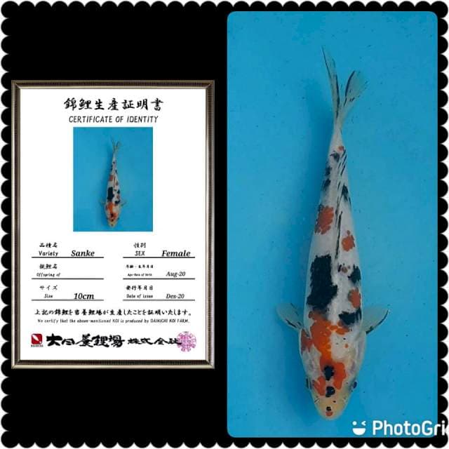 Sanke import rasa showa 20bu