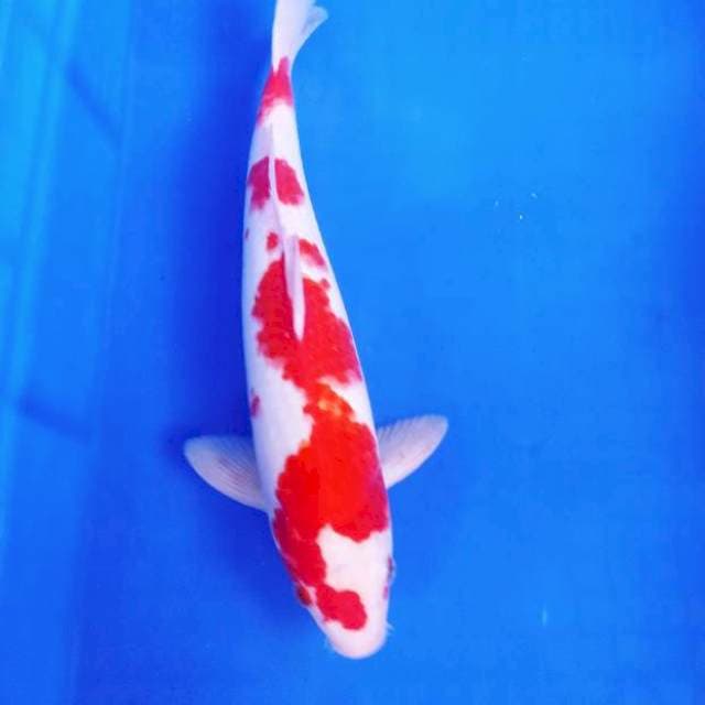 Kohaku red strong ๐