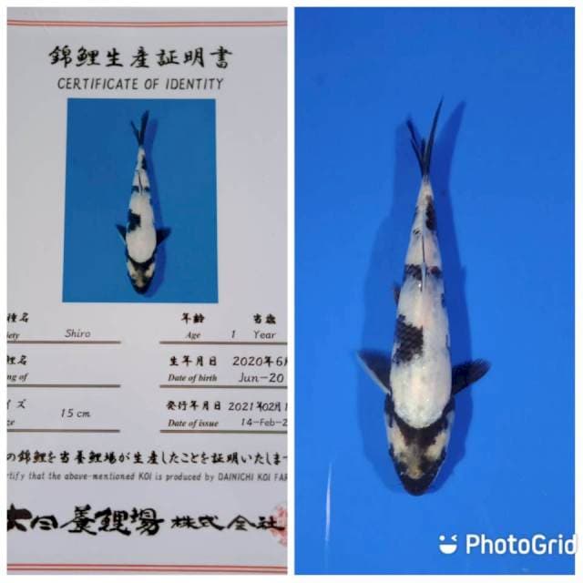 Shiro tosai dainichi farm