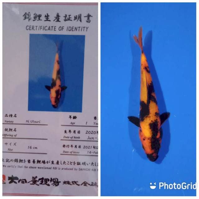 Hi utsuri tosai dainichi