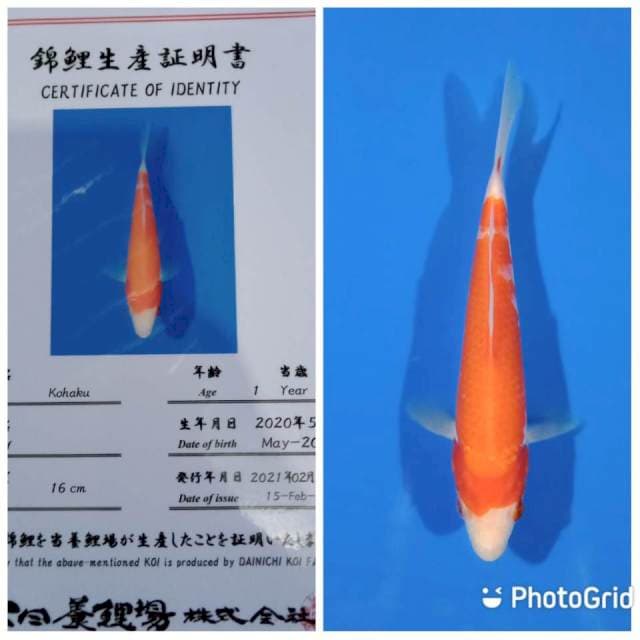 Kohaku dainichi