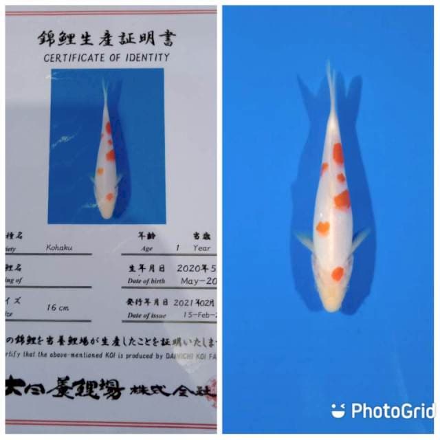 Kohaku dainichi