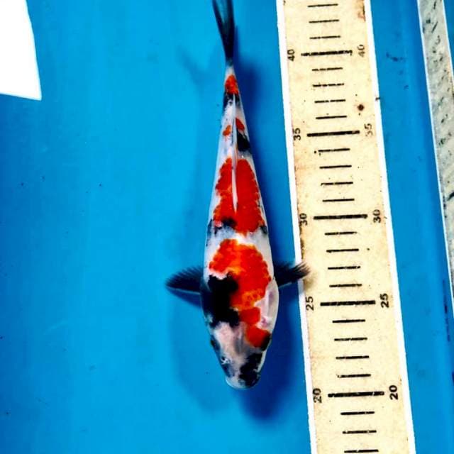 Showa, 21 cm