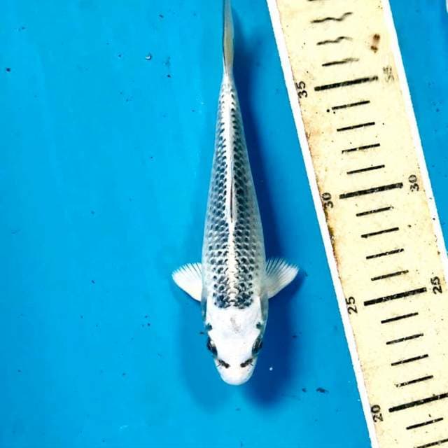 Matsuba, 17 cm