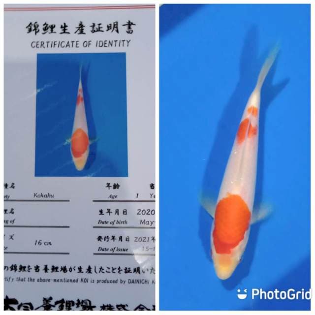 Kohaku dainichi