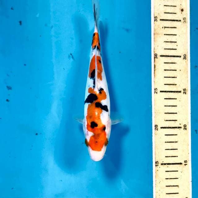 Doitsu Sanke, 20 cm
