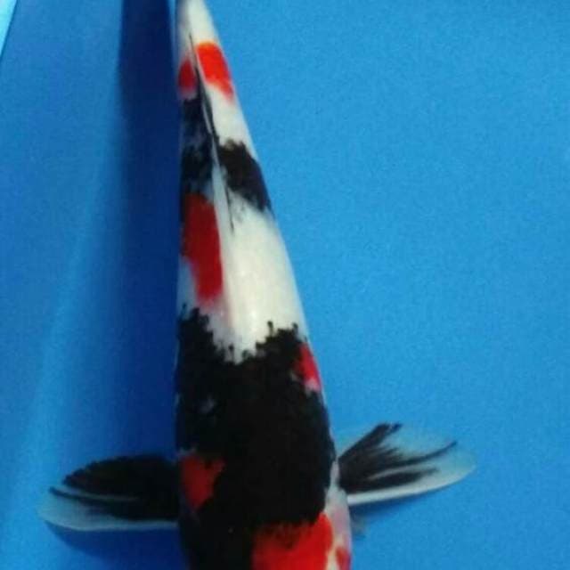 Showa 27 cm