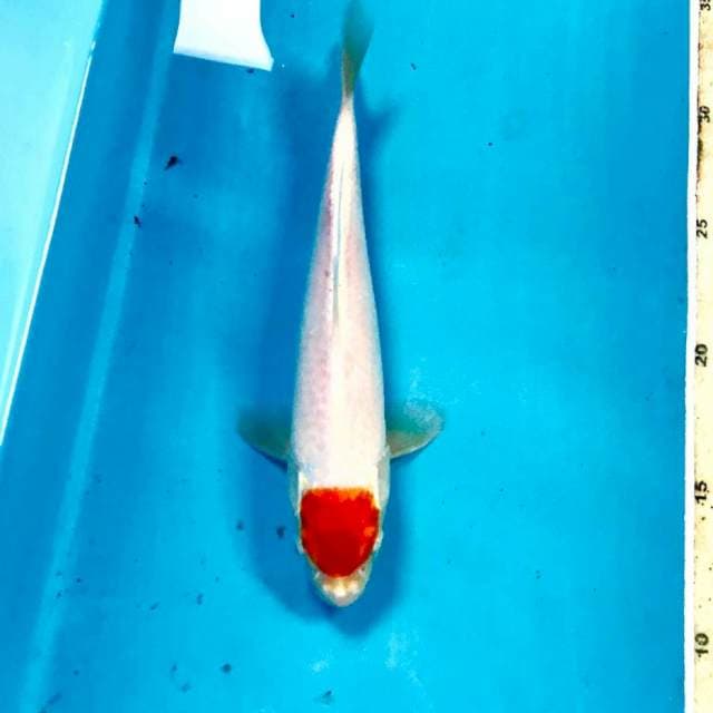 Tancho, 22 cm