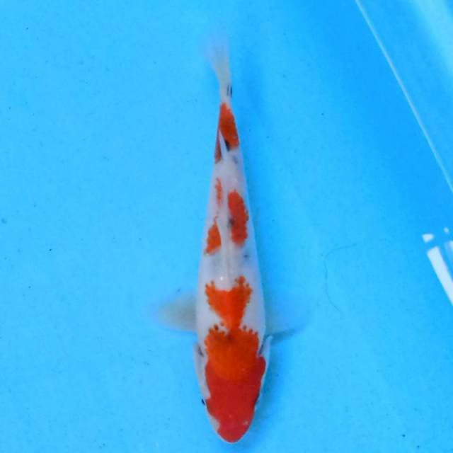 Showa 17 cm