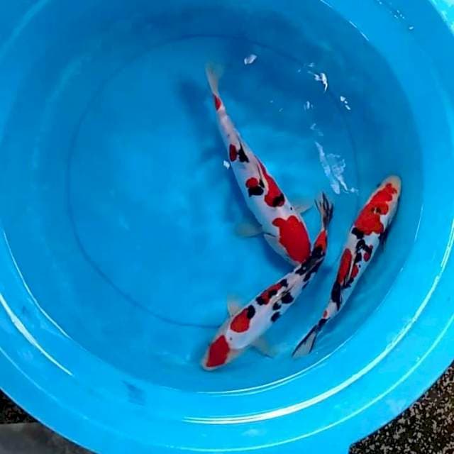 3 Sanke doit 25-27 cm