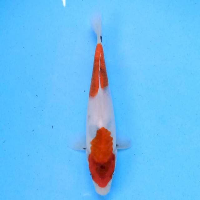 Nidan Showa 19 cm