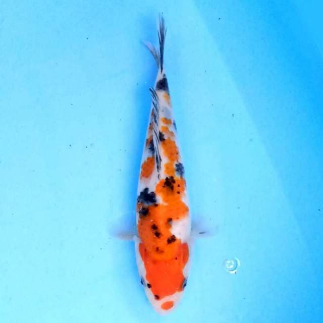 Showa 20 cm