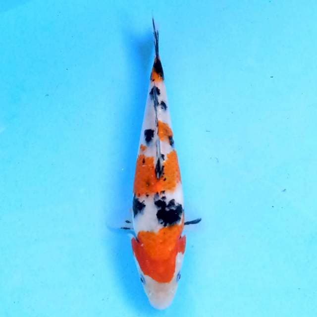 Showa 20 cm