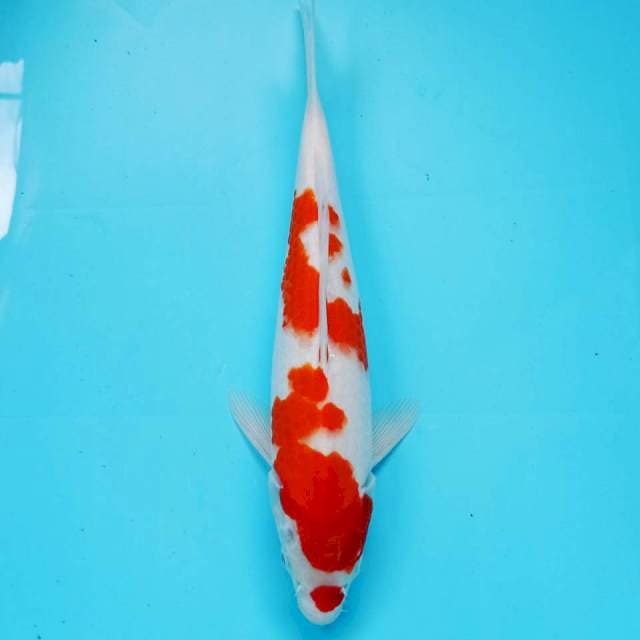 KOHAKU male, 33cm