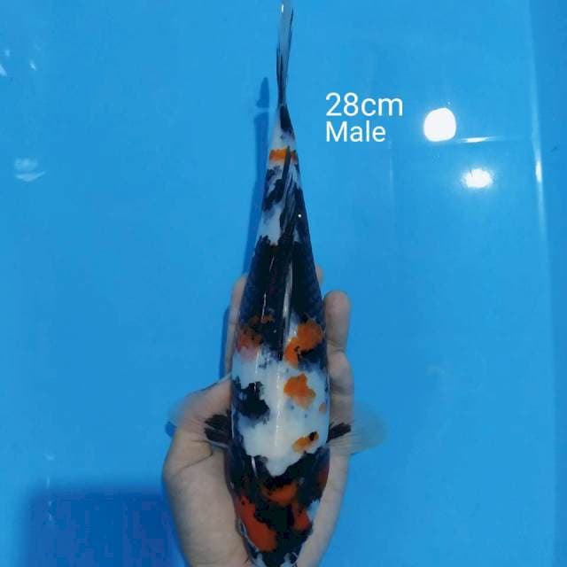 C. Kindai Showa Motogoro || Male