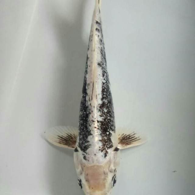 Antique 29 cm