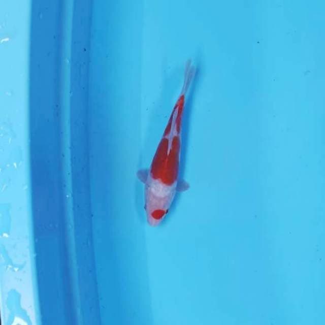 PLENOK KOHAKU DOIT