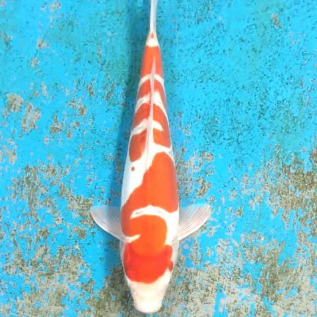 Keris naga geni 28cm doitsu