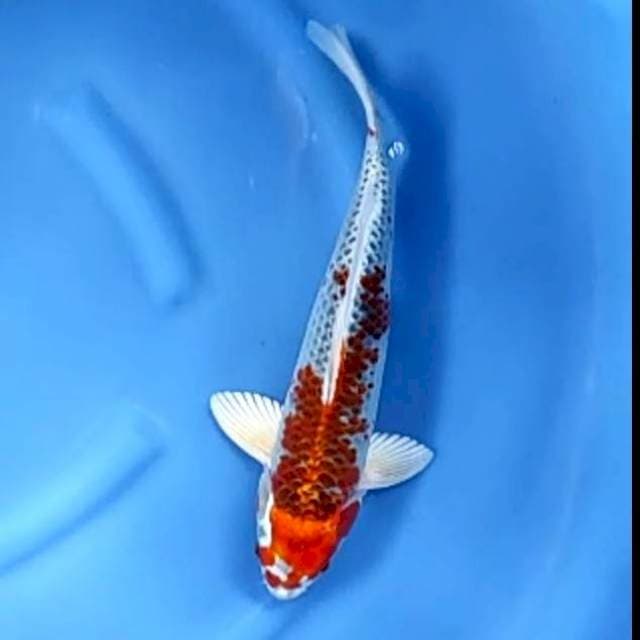 1. Kujaku Jaring Rapi || 38 cm || Jantan