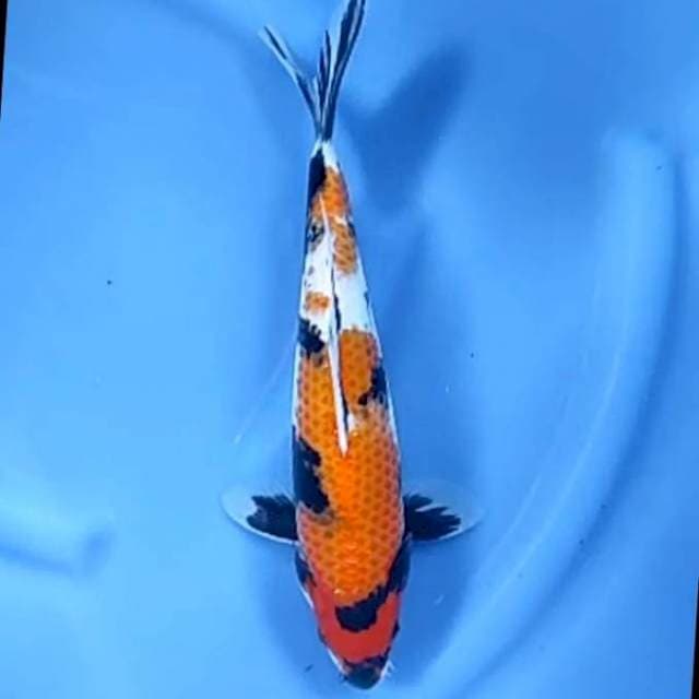 5. Showa Motogoro || 32 cm || Jantan