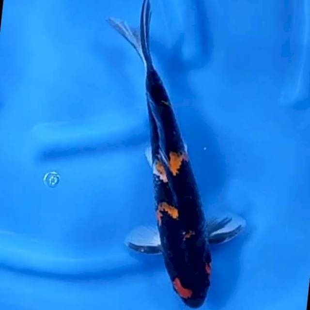 6. Showa Si Black || 35 cm || Jantan