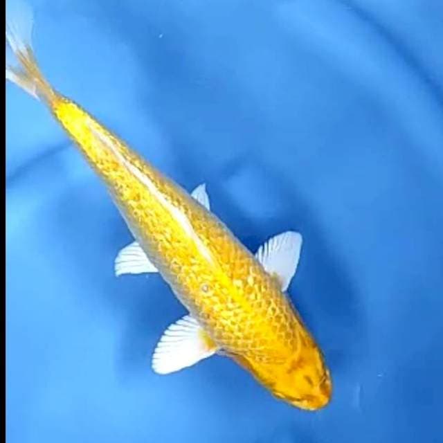 10. Ogon Ginrin || 35 cm || Jantan