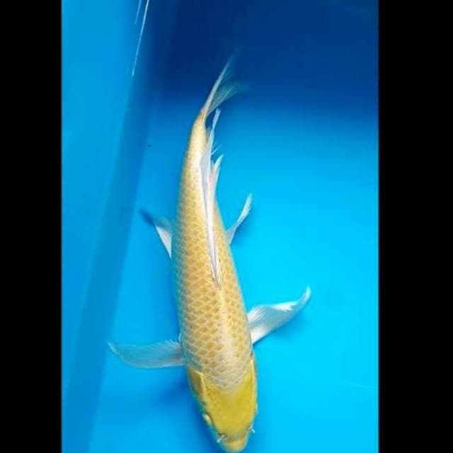 Yamabuki Kumpay Punuk 31 Cm, JANTAN